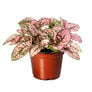 Confetti Pink, Hypoestes Seed thumbnail number null
